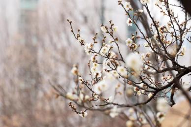 大寒前夕 浦项梅花绽放