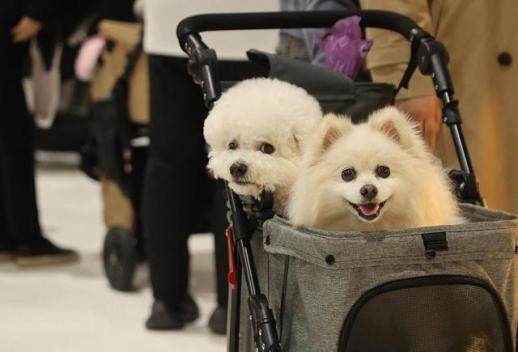 펫 시장 키우는 제약사… 건강관리부터 신약까지