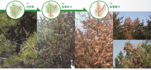 구룡산 소나무재선충병 신규 발생...서울시, 인접지역 확산 차단