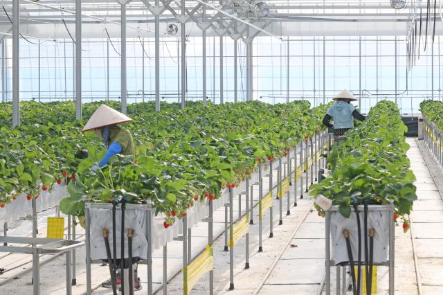 딸기 스마트팜에서 외국인 근로자 계절근로자가 일을 하고 있다사진임실군