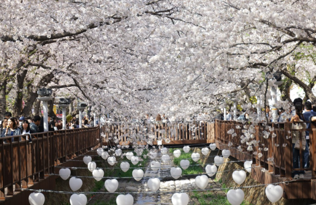 진해군항제 벚꽃 만개 모습사진창원시