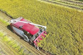 Dân số nông thôn Hàn Quốc lần đầu xuống dưới mốc 2 triệu người…Tỷ lệ cao tuổi chiếm 56%