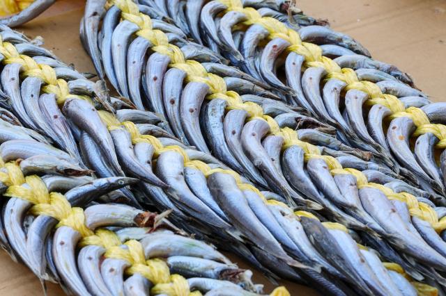Pacific sand lances are on display at Sokcho Jungang Market in Sokcho Gangwon State on Jan 17 AJP Yoo Na-hyun