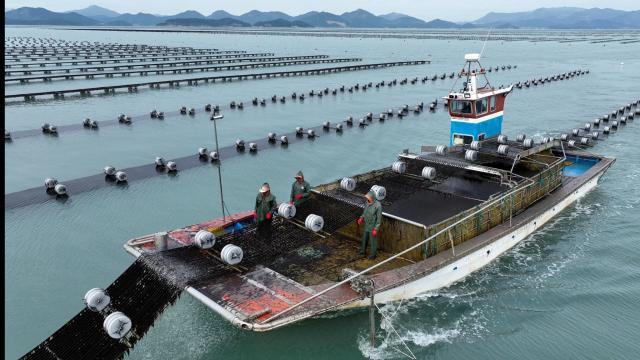 전라남도는 2025년 김 수출액이 4억 3천200만 달러를 기록해 역대 최고 실적을 달성했다사진전남도