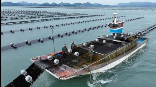 전남도, 2025년 김 수출 4억3200만달러 역대 최고