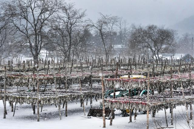 강원 인제군 황태덕장사진인제군