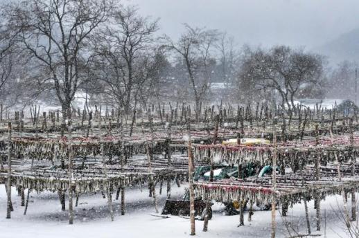  눈과 숲, 농촌 온기를 담다…인제 겨울 힐링 관광 눈길