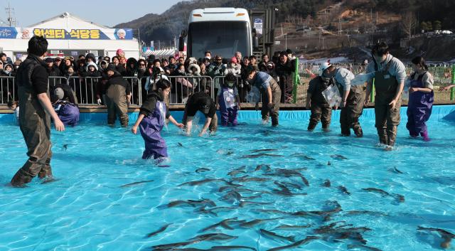 Bare-hand ginseng trout catching experiences take place at the 2026 Hongcheon Kkongkkong Festival in Hongcheon Gangwon Province Jan 25 Yonhap