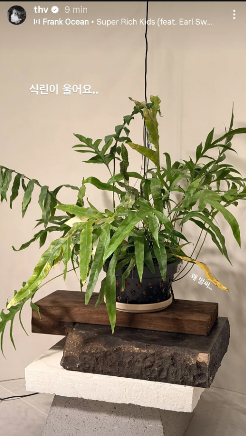 This photo captured from K-pop superstar BTS Vs Instagram show his struggle with the plant Photo captured from Vs Instagram