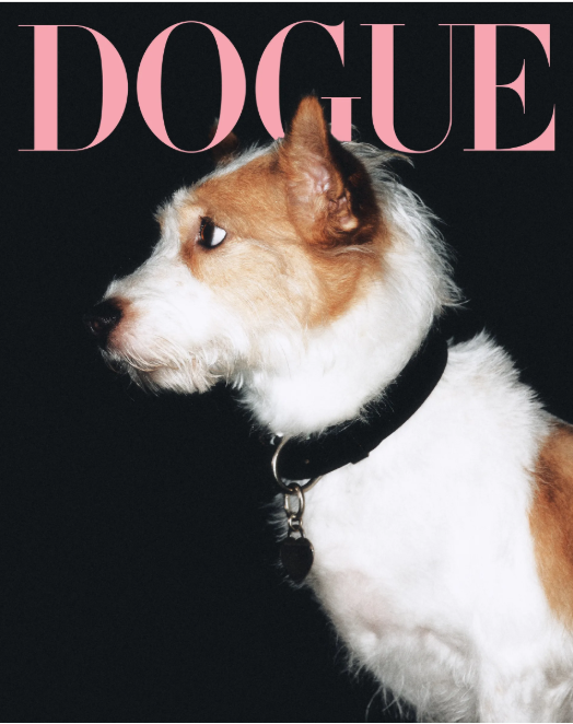 This photo photographed by Songyi Yoon captured from Vogue webpage show Blackpink Roses pet Hank as a cover model of Dogue Photo captured from Vogue webpage