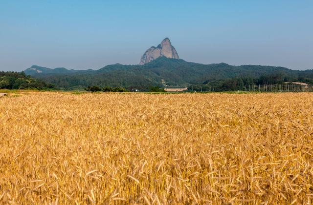 밀밭 사진게티이미지뱅크