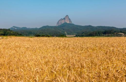 러, 이달 북한에 밀가루 540톤 보내…올해 첫 대북 식량 수출