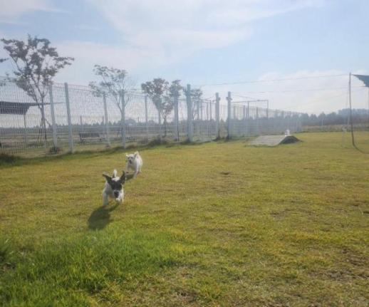 반려인에게 희소식…부안군, 반려동물 놀이터 조기 개장