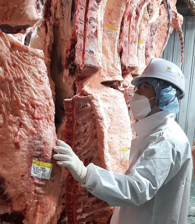 전라남도동물위생시험소는 설을 앞두고 축산물 수요가 늘어남에 따라 도축물량 해소를 위해 도축장을 연장 운영한다사진전남도
