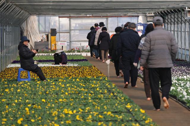 People walk on a barefoot path at a flower nursery in Anyang Gyeonggi Province Feb 2 2026