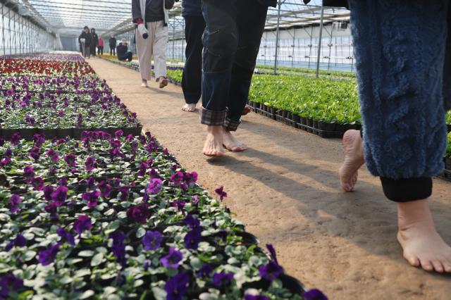 People walk on a barefoot path at a flower nursery in Anyang Gyeonggi Province Feb 2 2026 AJP Han Jun-gu