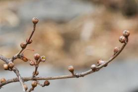 Frigid weather to linger despite springs arrival