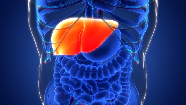 [안서희의 라이프 리포트] 조용히 커지는 간암 위험…비만·지방간이 새 주범