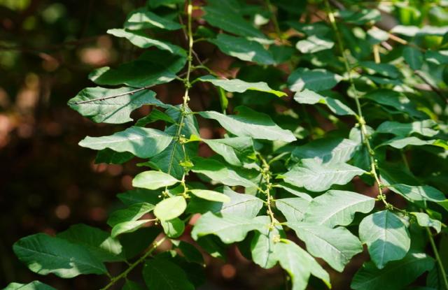 This file image shows 