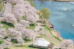 [ASIA BIZ] "관광객보다 주민 일상이 먼저"… 일본, 벚꽃 축제까지 포기한 독한 대처