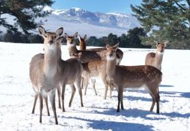 Sika deer at play in the snowy Mt. Halla