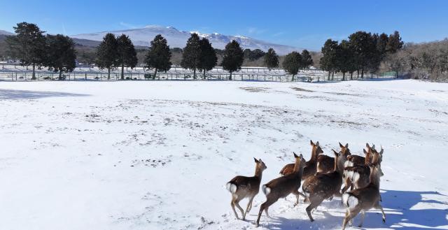 A group of sika deer roams across a snow-covered horse grazing area on Mount Hallasan in Jeju after heavy snowfall subsided earlier in the day on Feb 9 2026 Yonhap