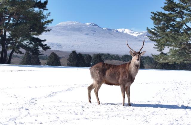 A group of sika deer roams across a snow-covered horse grazing area on Mount Hallasan in Jeju after heavy snowfall subsided earlier in the day on Feb 9 2026 Yonhap
