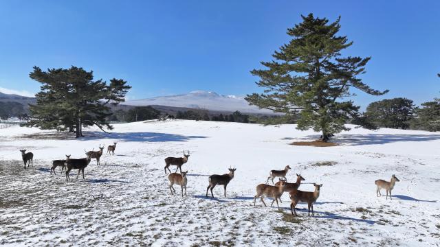 A group of sika deer roams across a snow-covered horse grazing area on Mount Hallasan in Jeju after heavy snowfall subsided earlier in the day on Feb 9 2026 Yonhap