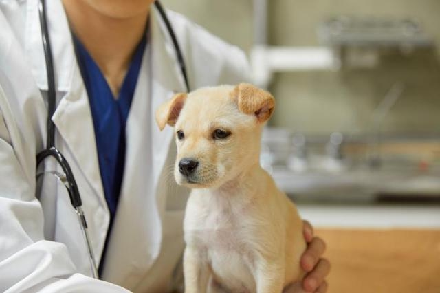 [방예준의 캐치 보카] 펫보험 가입 증가세...보장 확대·기부 연계 상품 주목