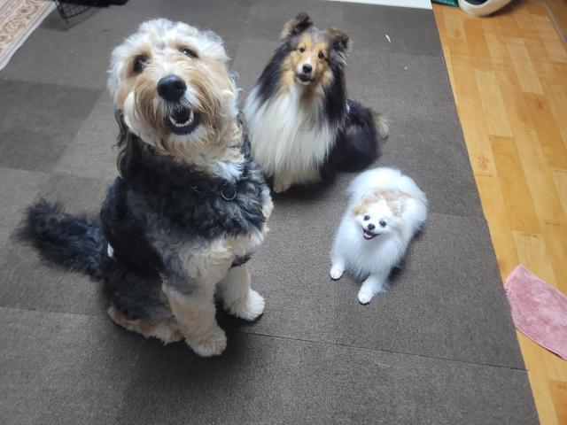 서울시는 24개 자치구에서 사회적 약자에세 설 연휴나 장기 외출때 무료 우리동네 펫위탁소를 운영하고 있다고 11일 밝혔다사진서울시 