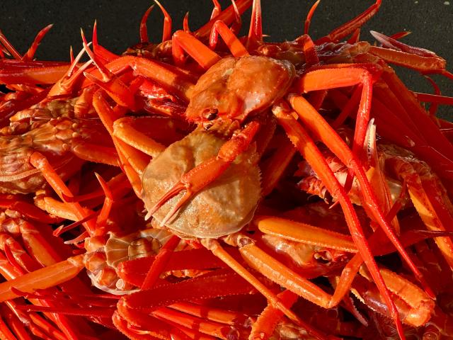 붉은대게는 흔히 홍게로 잘 알려져 있다 생김새는 대게와 비슷하지만 전체적으로 붉은빛이 띠는 특징을 가지고 있다 사진강상헌 기자