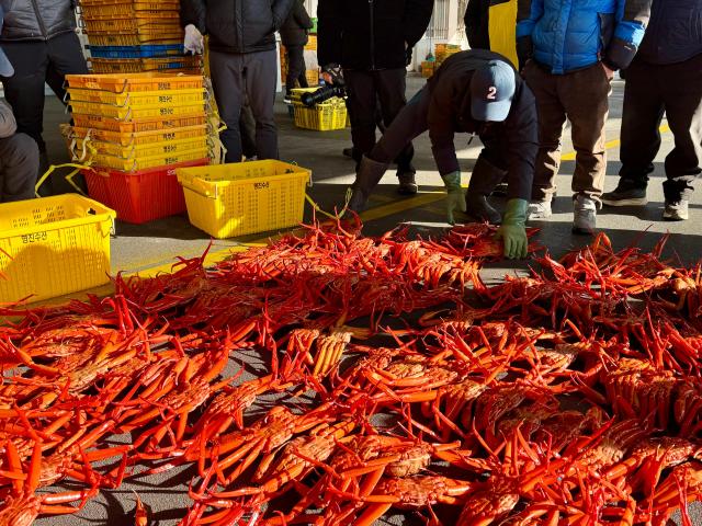 울진군 최남단에 위치해 있는 후포항은 국내 최대의 대게잡이 항구다 사진강상헌 기자