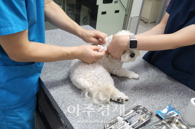 설 연휴 때 광주에서는 응급 동물병원 12곳을 운영한다 사진광주시 