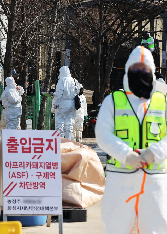 2월 8일 아프리카돼지열병이 발생한 경기도 화성시 한 돼지농장 출입이 통제되고 있다사진연합뉴스