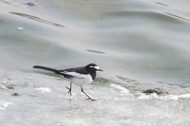 입춘立春인 4일 세종시 금강수변공원 인근에서 알락할미새 한마리가 금강의 녹기 시작한 얼음 위를 거닐며 먹이활동을 하고 있다 사진연합뉴스