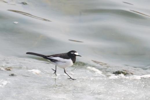 나소열, 충남·대전 통합특별시장 출마 선언