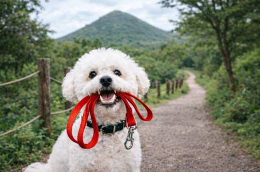 기린빌라리조트, 반려동물과 함께하는 댕댕이 힐링 트래킹 이벤트 진행