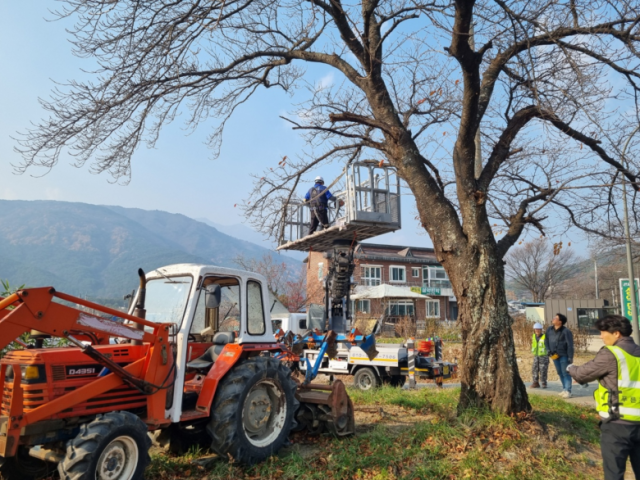 전정작업 사진속초시