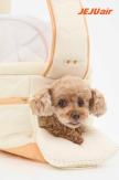 Jeju Air Says Holiday Pet Passengers Rose Up to 26%