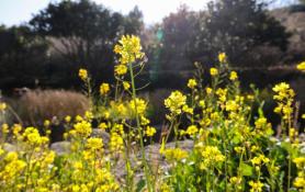 Lingering chill gives way to spring