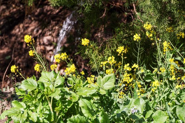 Canola flowers are in full bloom at Eongdeongmul Valley in Seogwipo Jeju Island on Feb 13 2026 AJP Yoo Na-hyun