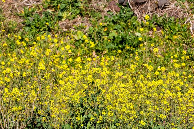 Canola flowers are in full bloom at Eongdeongmul Valley in Seogwipo Jeju Island on Feb 13 2026 AJP Yoo Na-hyun
