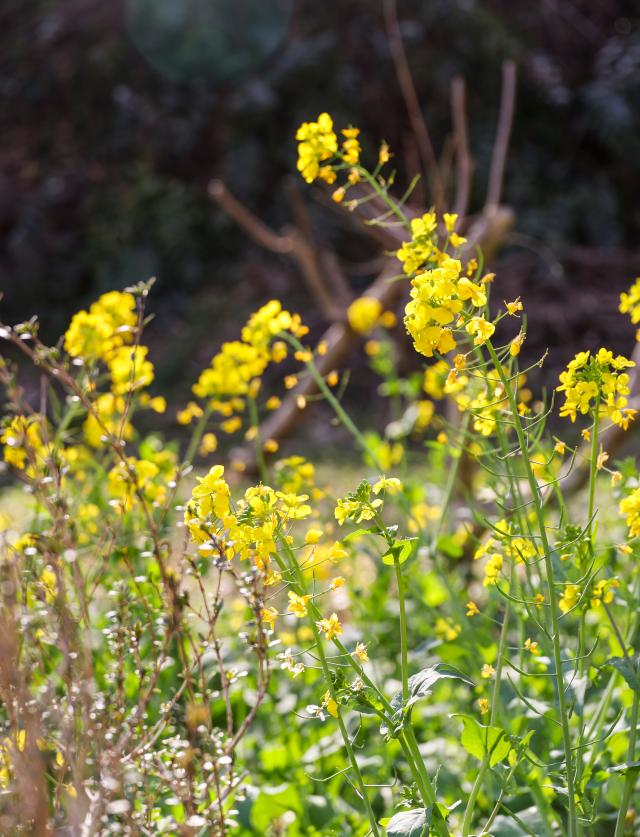 Canola flowers are in full bloom at Eongdeongmul Valley in Seogwipo Jeju Island on Feb 13 2026 AJP Yoo Na-hyun