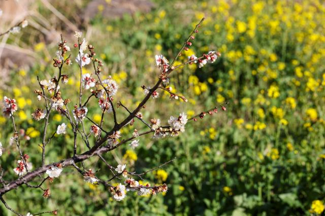 Plum blossoms bloom in front of a canola field at Eongdeongmul Valley in Seogwipo Jeju Island on Feb 13 AJP Yoo Nahyun
