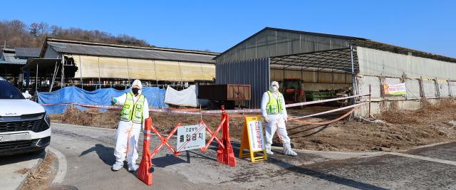 구제역 확산, 인천 강화 이어 고양서도…올들어 2번째