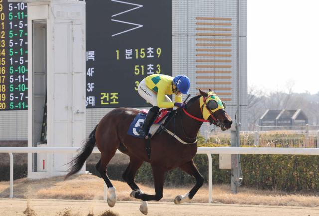 렛츠런파크 부산경남 진겸 기수가 개인 통산 300승 달성 결승선을 통과하고 있다사진렛츠런파크 부산경남