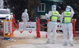 Hàn Quốc báo động đỏ: Dịch lở mồm long móng, cúm gia cầm và tả lợn châu Phi lan rộng