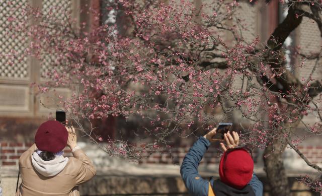 12일 오후 경남 양산시 통도사 사찰에 홍매화가 펴 시선을 끌고 있다 사진연합뉴스