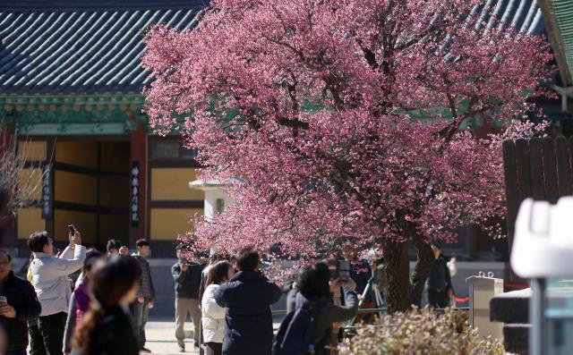 절기 우수인 19일 오후 경남 양산시 통도사에 홍매화가 활짝 펴 시선을 끌고 있다 사진연합뉴스