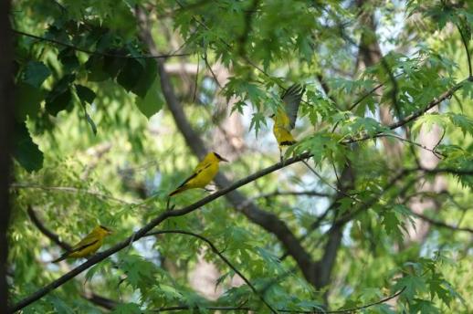 경기도산림환경연구소, 경기도물향기수목원 내 야생조류의 다양성 조사 결과 발표